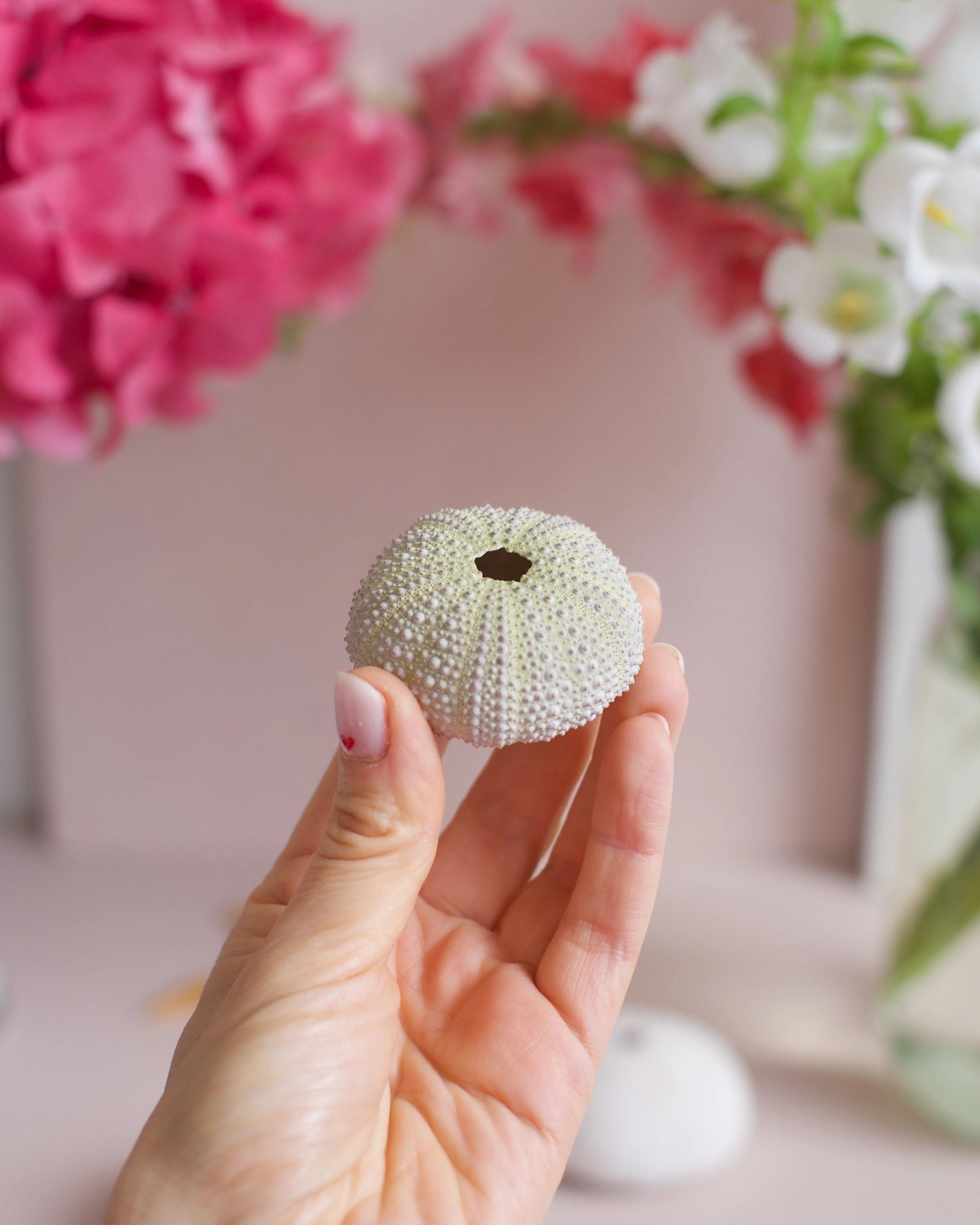 Une coquille d&