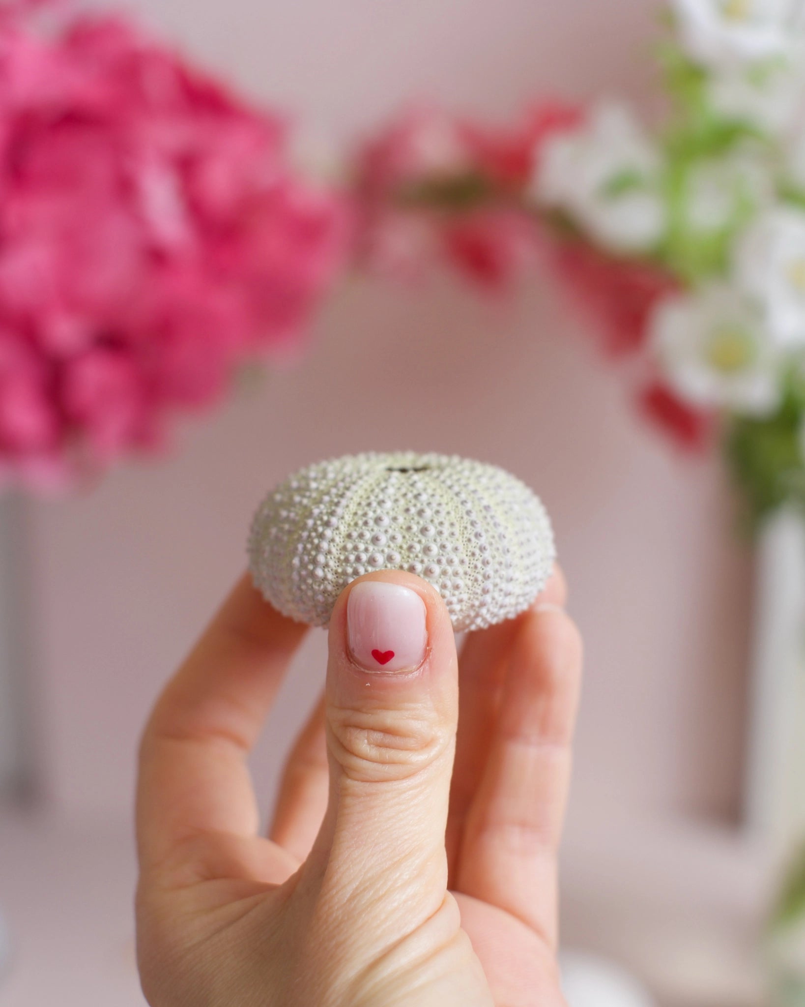 Une coquille d&