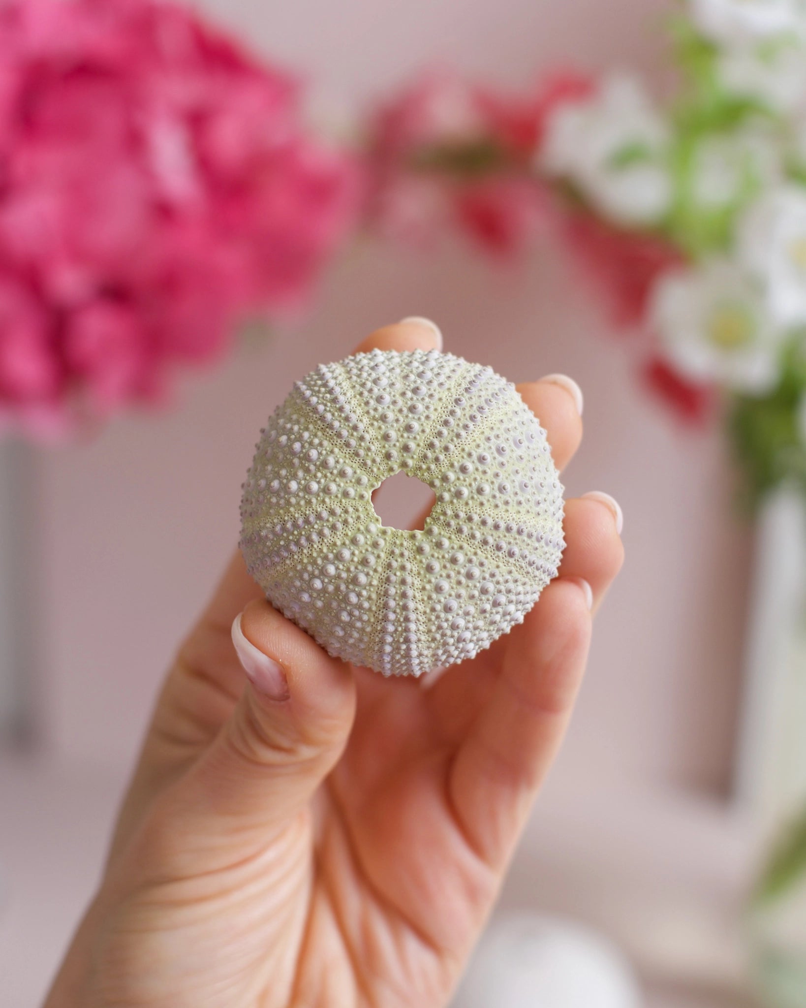 Une coquille d&