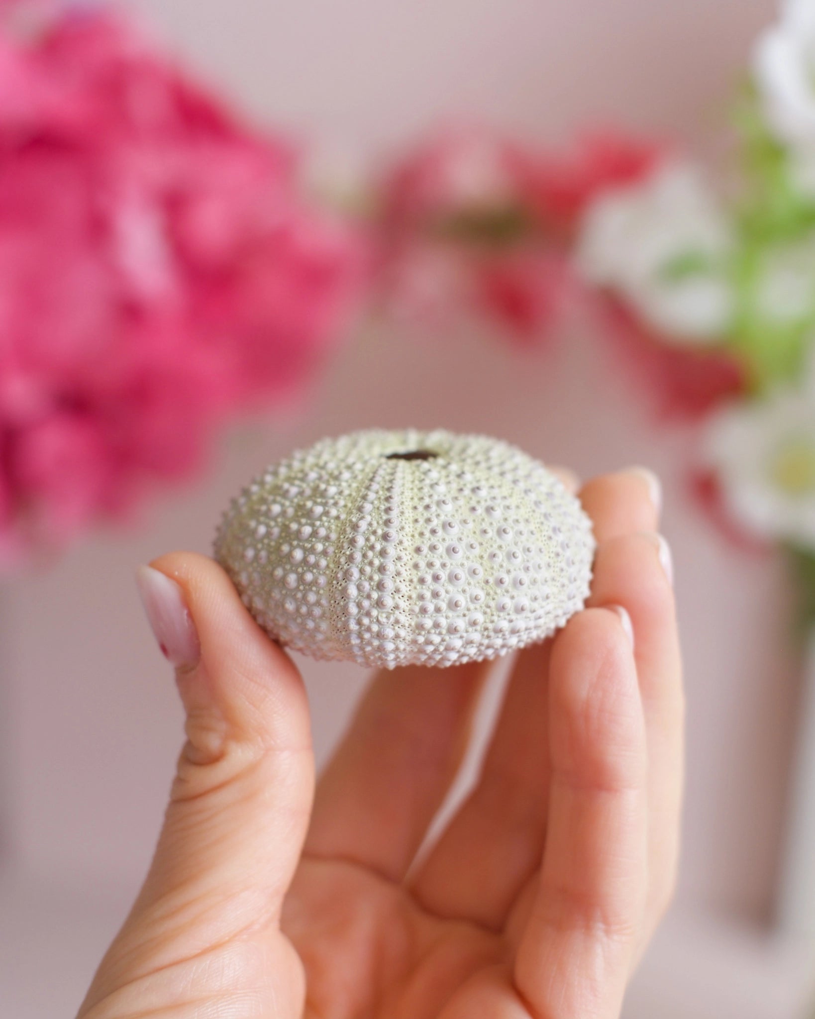 Une coquille d&