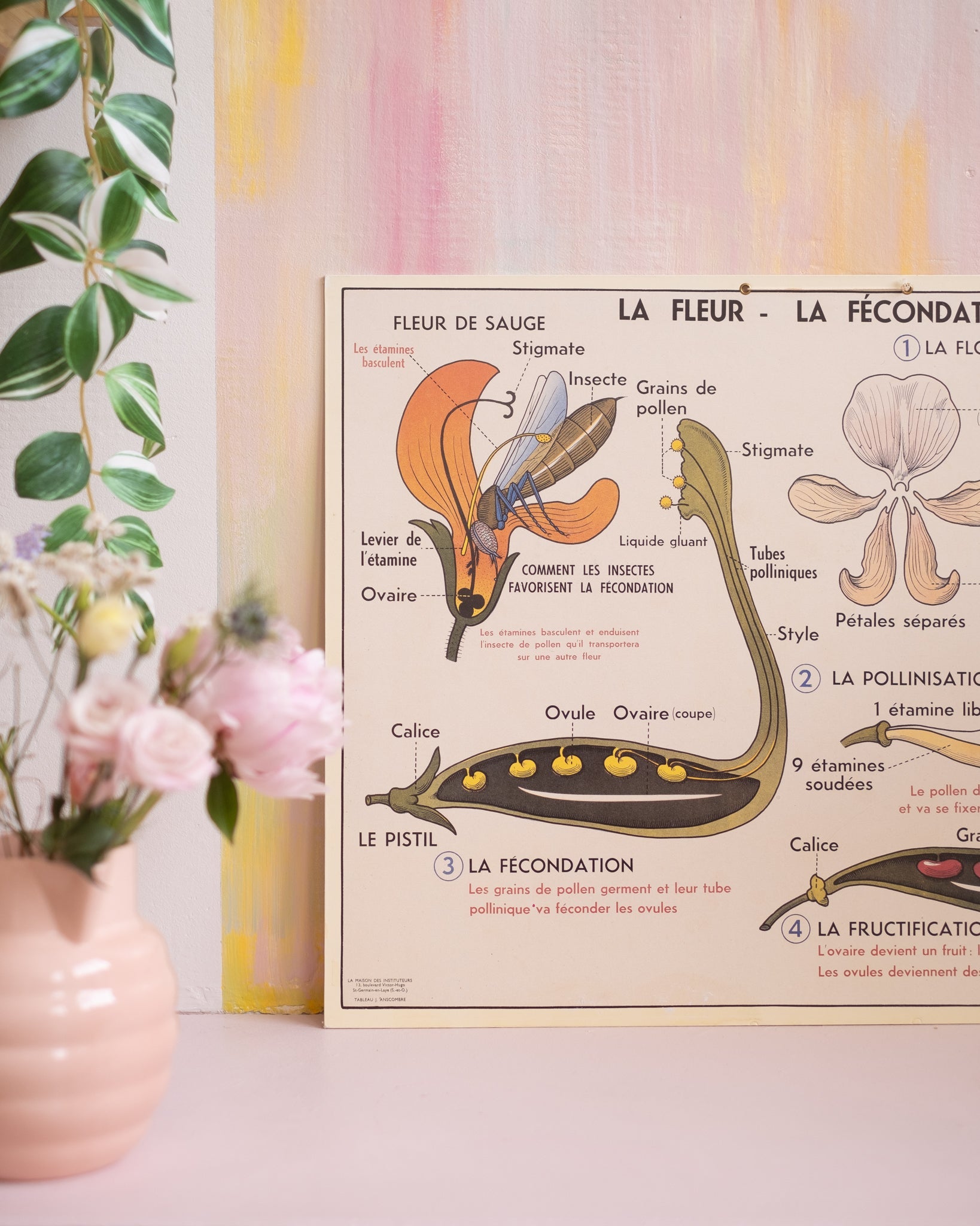 Ancien tableau pédagogique d&