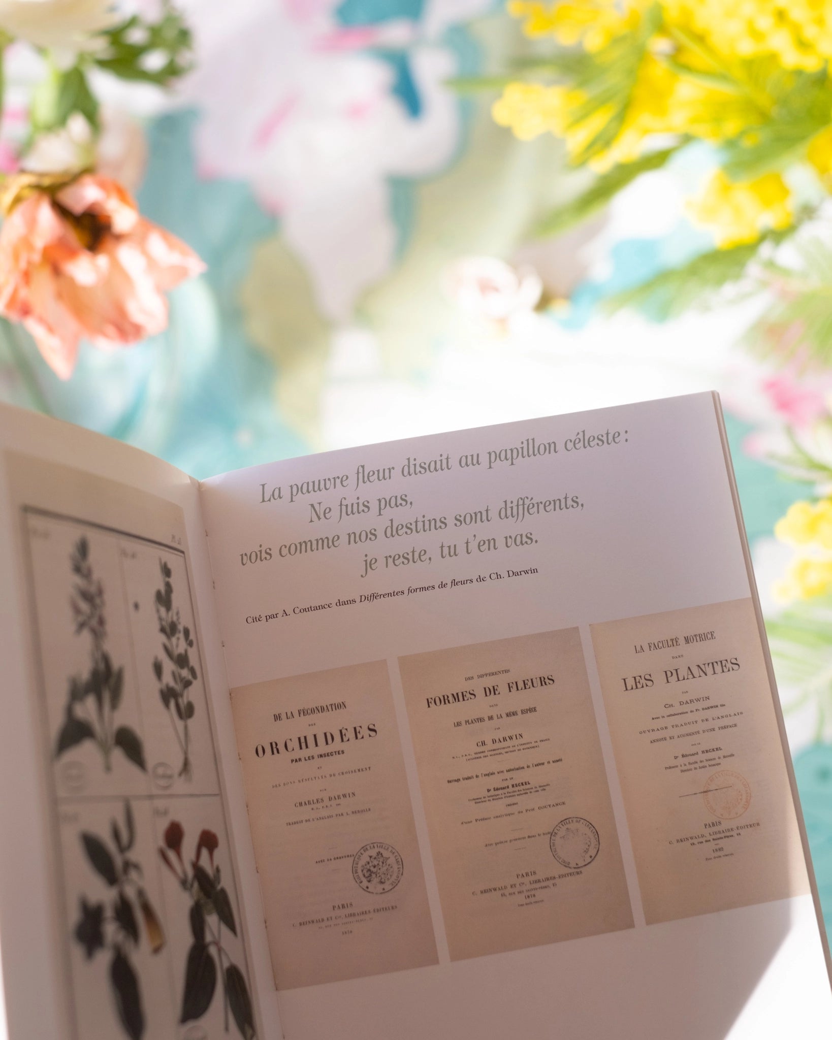 Fleurs et botanique dans les collections du musée des beaux - arts de Carcassonne - Silly & Billy