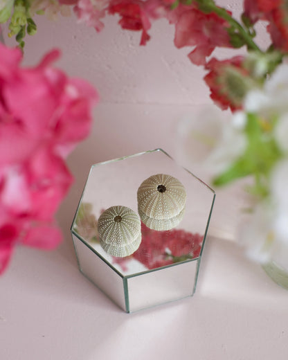 Deux coquilles d&