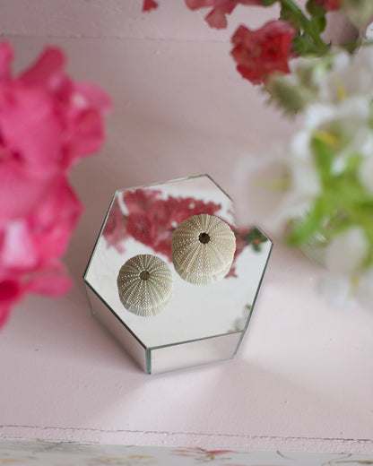 Deux coquilles d&