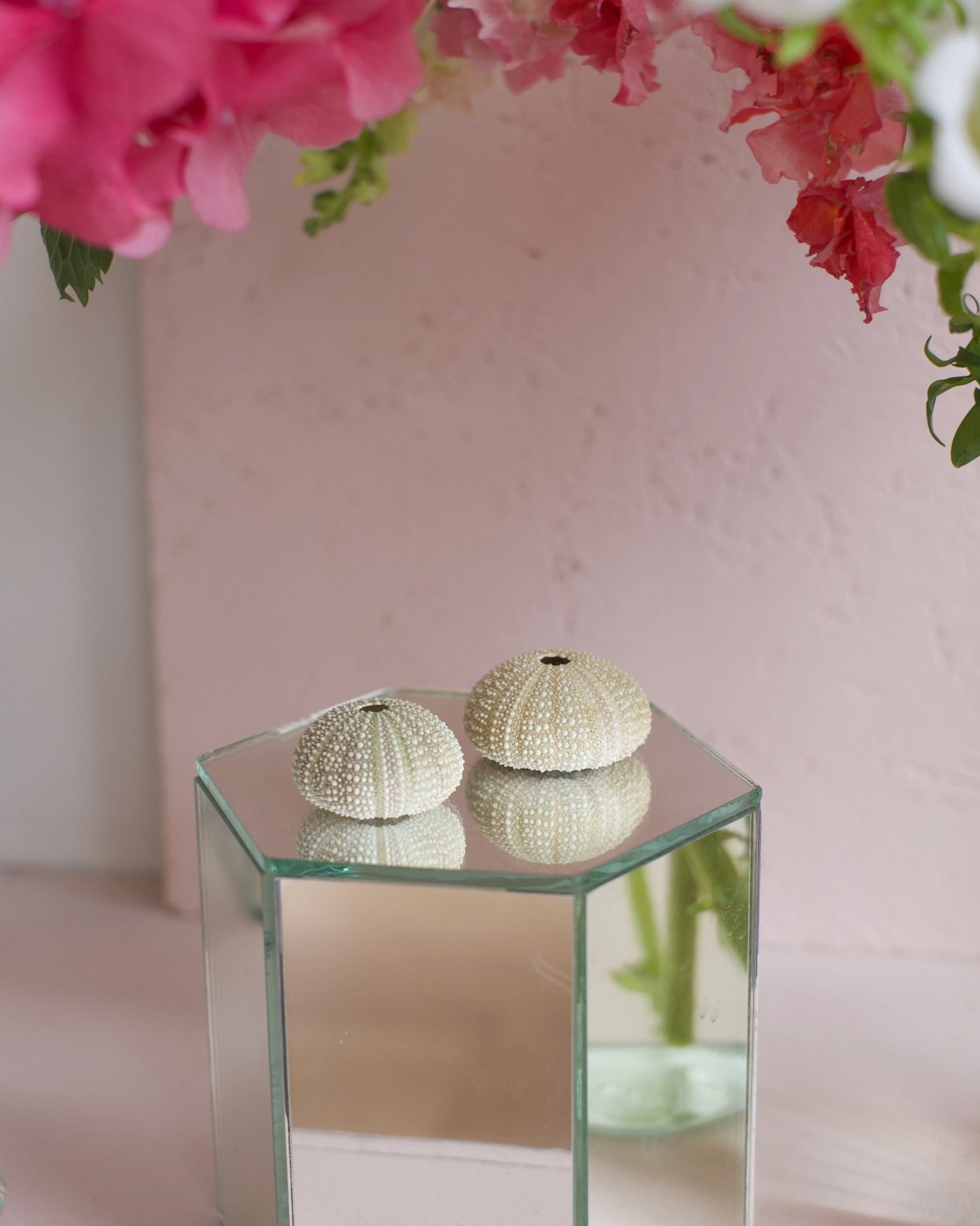 Deux coquilles d&
