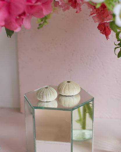 Deux coquilles d&