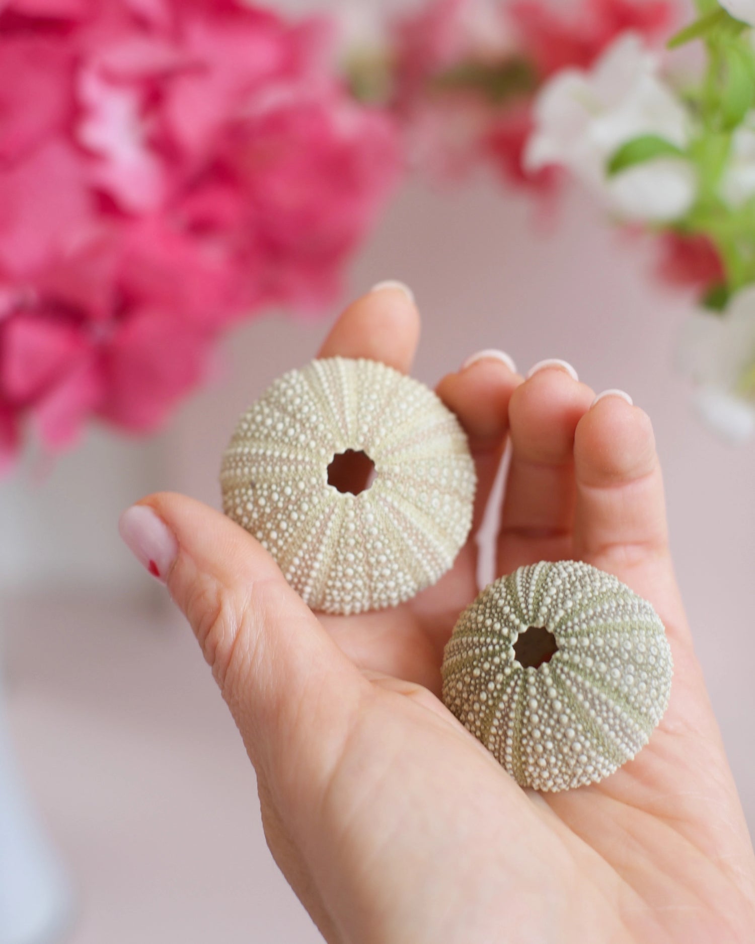 Deux coquilles d&