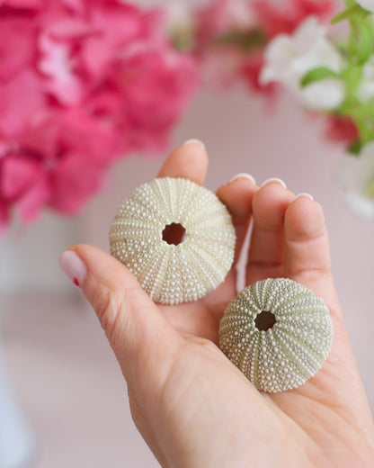 Deux coquilles d&