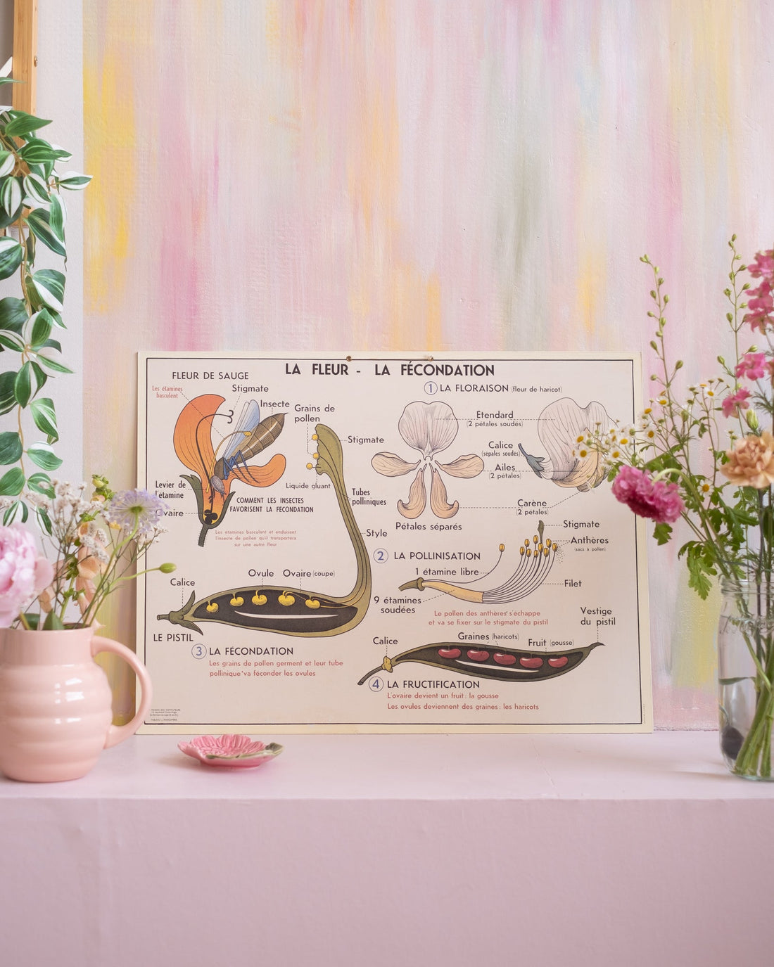 Ancien tableau pédagogique d&