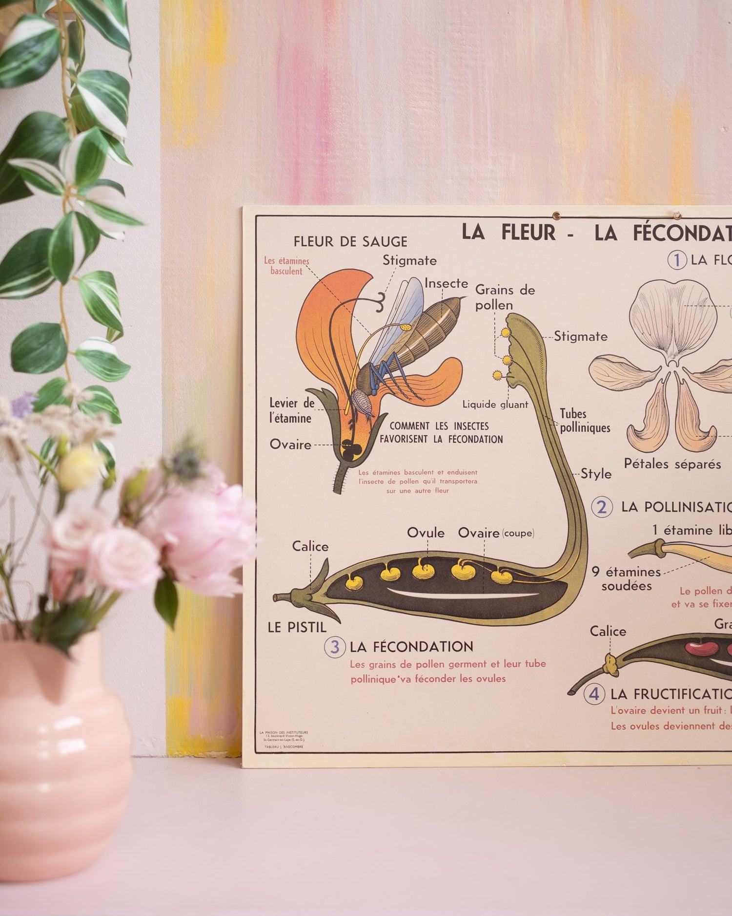 Ancien tableau pédagogique d&