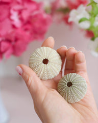 Deux coquilles d'oursins