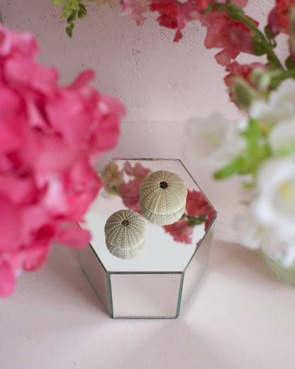 Deux coquilles d&